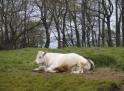 Ems-Hase-03.jpg